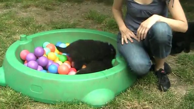 Chiots Eye-Loo / Eros 8