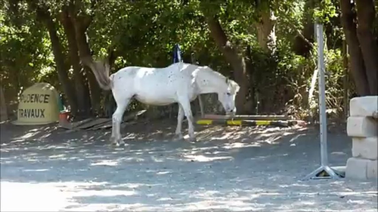 Les Kékés font les fous