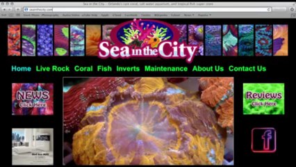 Sea in the City - Orlando, Florida [Local Fish Store Travel ep. 1]