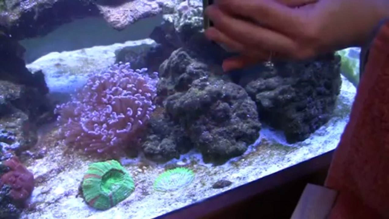 How to Clean an Aquarium like a Professional