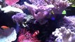 Seth's Reef Tank Equipment Tour (180 Gallon Reef)