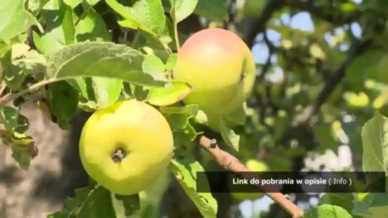 trainer do rome total war 1.0