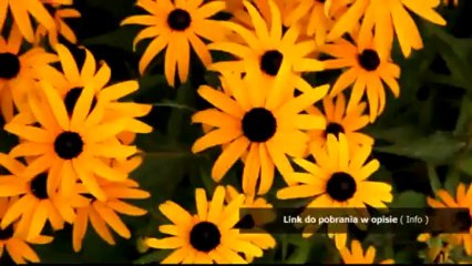 crack pl do ogniem i mieczem dzikie pola