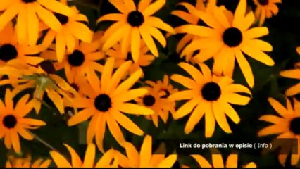 kody do anno 1404 na kase