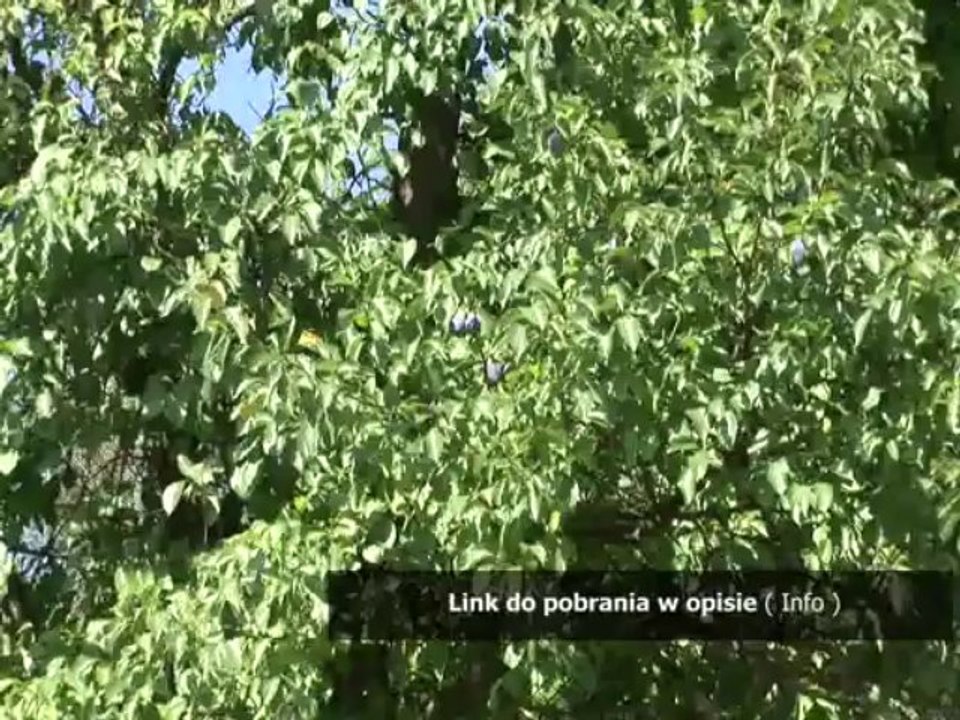 smieszny dyplom dla pracownika