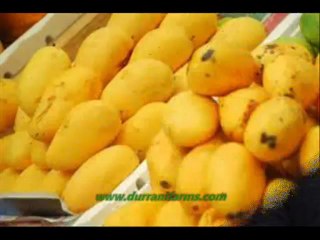 Mango Exporter in Pakistan | Mango Producer in Asia - Durrani Farms
