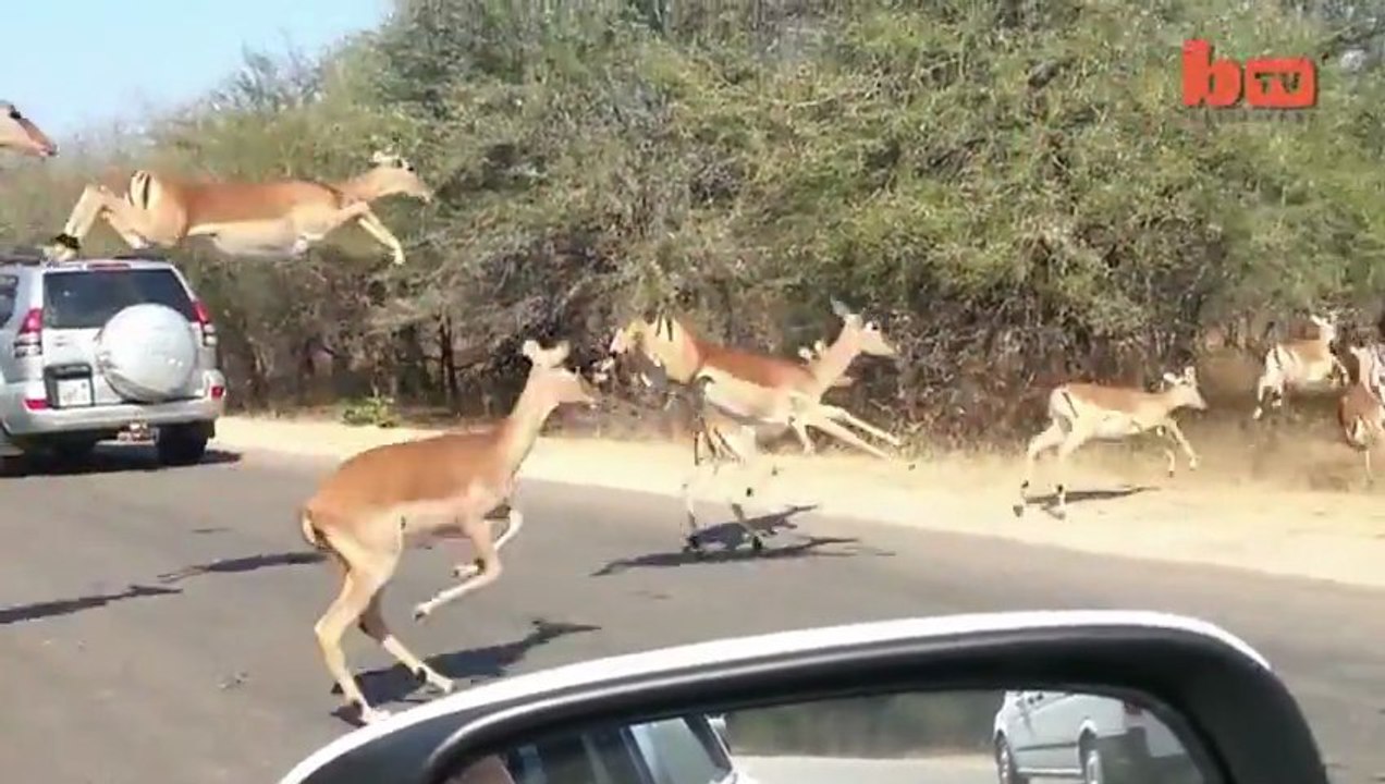 Un guépard chasse des antilopes en plein milieu des voitures de touristes.