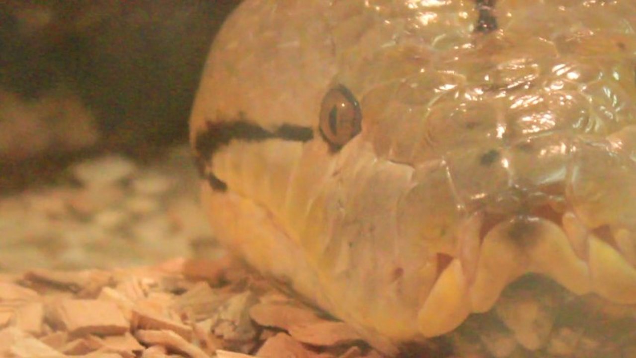 MAGASIN SPÉCIALISTE DU REPTILE