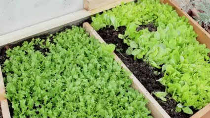 Présentation du jardin pédagogique des Carmes