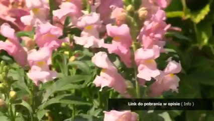 aktorka ewa bukowska nago