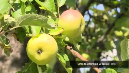 kody do nfs world na auta