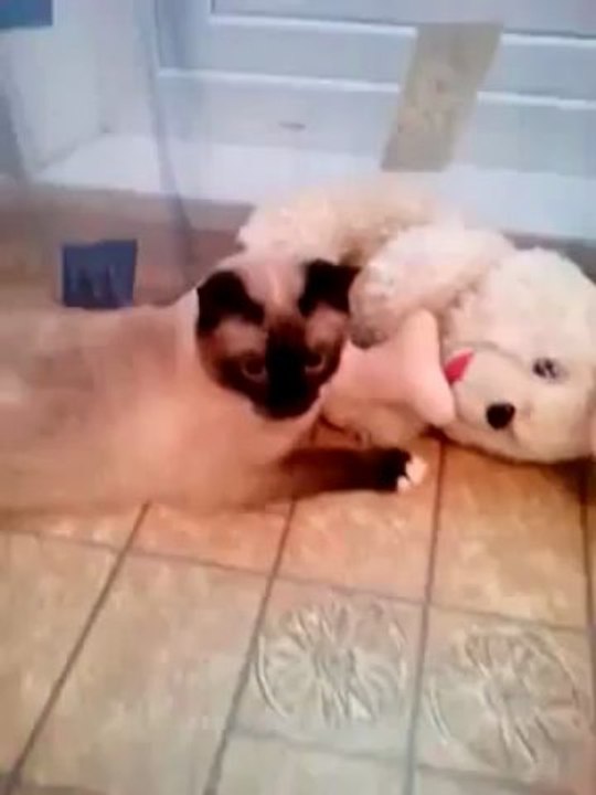 Funny Teleporting Cat