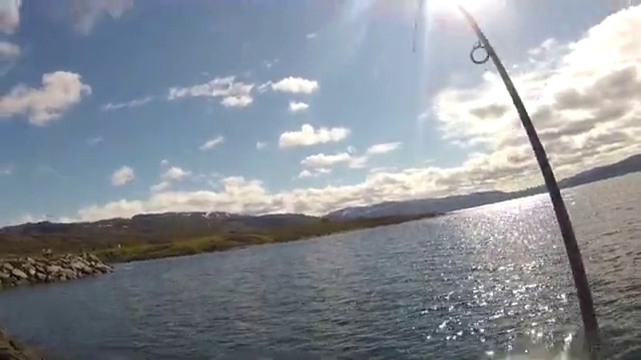 Pêche Morue (Skrei - Cod) de 3kg en Norvège dans le Grand Nord