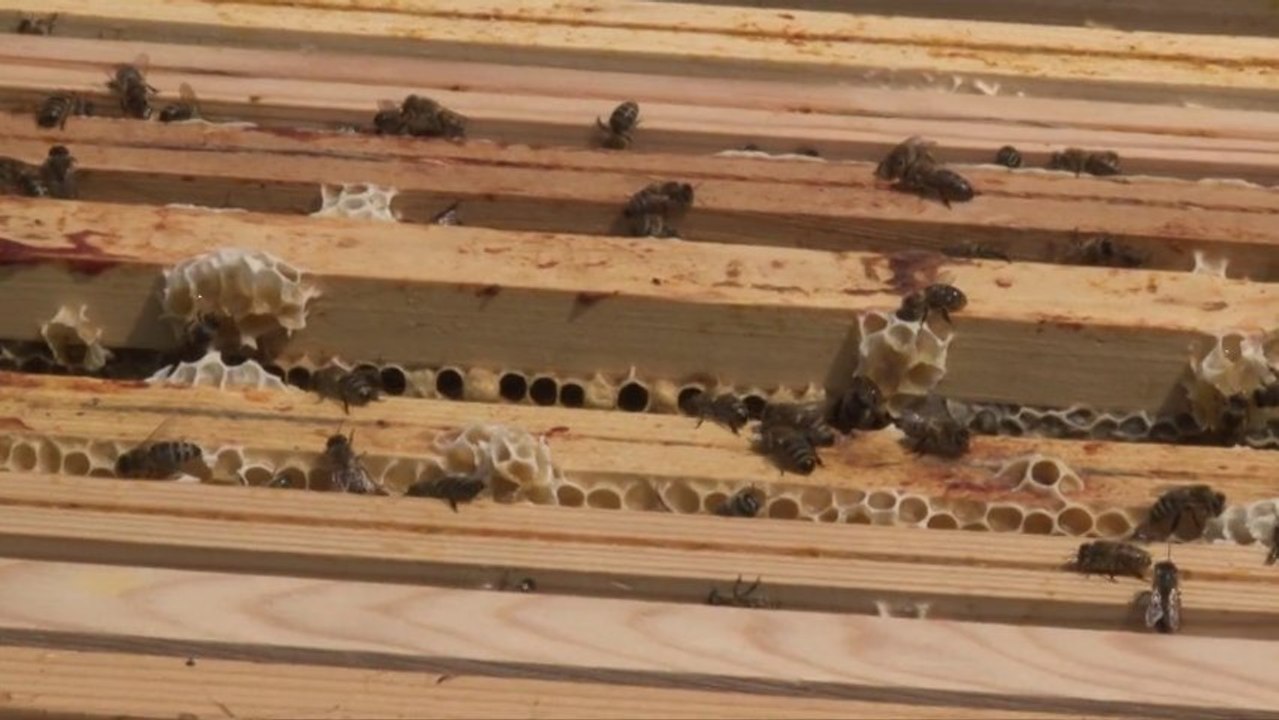 AGORA L'EMISSION 165 : A LA DECOUVERTE DES RUCHES ET DES ABEILLES DE SAINT-LAURENT-BLANGY