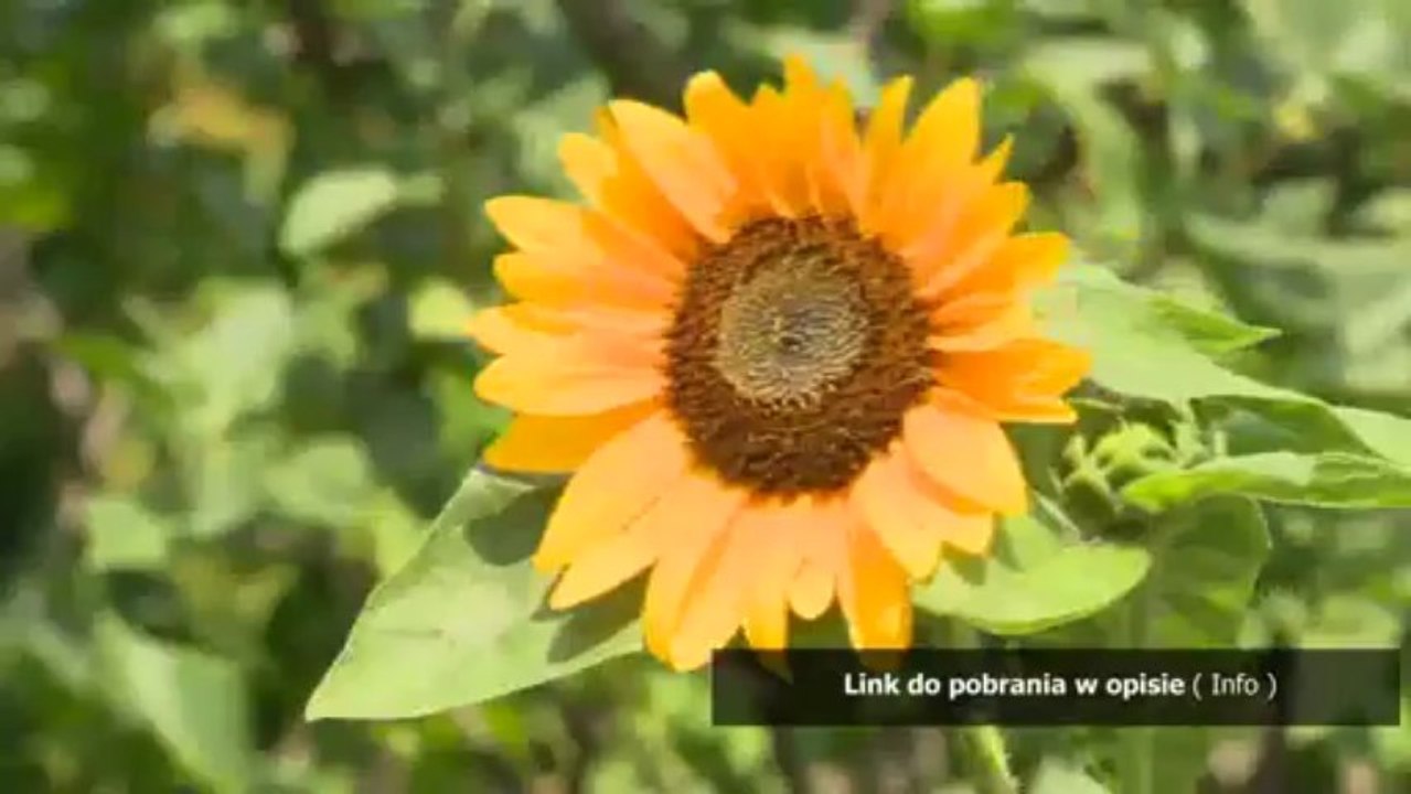 Ekologia Nowa Era Sprawdzian Odpowiedzi Chomikuj test ravena odpowiedzi chomikuj - video Dailymotion