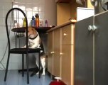 Un chien utilise une chaise pour voler de la nourriture