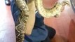 Mechanic removes 7ft pet boa constrictor from woman's car