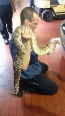Mechanic removes 7ft pet boa constrictor from woman's car