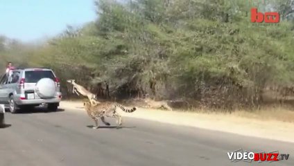 Un impala saute dans une voiture pour échapper à des guépards !