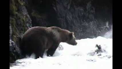 Philip Cottrell Spain _ Brown Bear catches fish