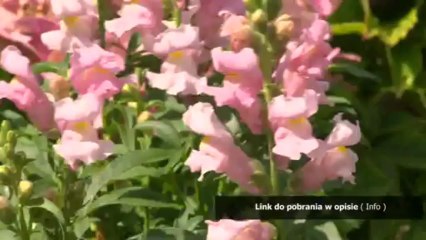 jak zrobic bransoletki z muliny z imieniem krok po kroku