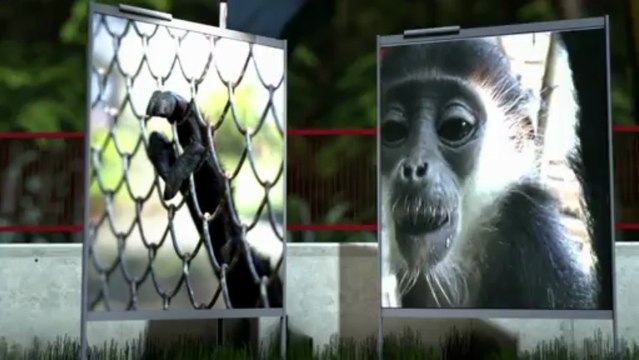 Las especies amenazadas