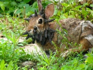 Frankenstein Le Lapin A Cornes Atteint De Papillomavirus Video Dailymotion