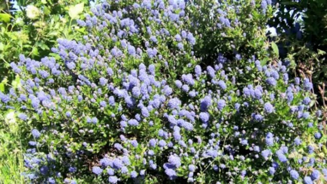 Vacances 2013 avec Chipy et Bardy en Bretagne (Moyen)