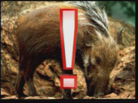 Evrim Teorisinin Çöküşü Yaratılış Gerçeği 8/8 harunyahya.org