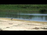 Lesser Sand Plover in the Andaman & Nicobar Islands