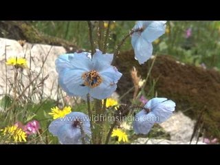 Himalayan Blue Poppy: claimed to be the most beautiful flower!