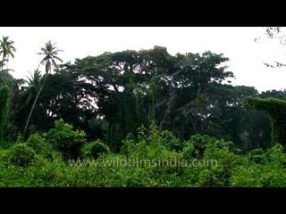 Lush green in the Indian Ocean Archipelagic islands