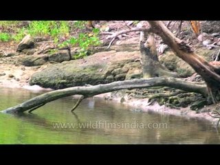 Grey Reef Heron in a swamp in Andaman forests