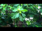 Breadfruit tree growing in Andaman & Nicobar Islands
