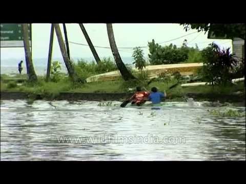 Kayaking in the backwaters: Kerala
