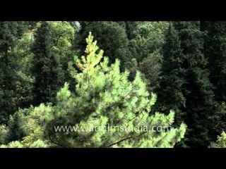 Coniferous forest along Garhwal trekking route