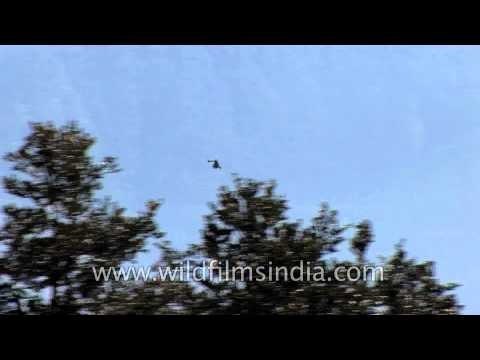 Snow clad peaks of the Himalayas: From the Gidara Trek