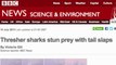 Thresher Sharks Use Tails to Hunt Prey