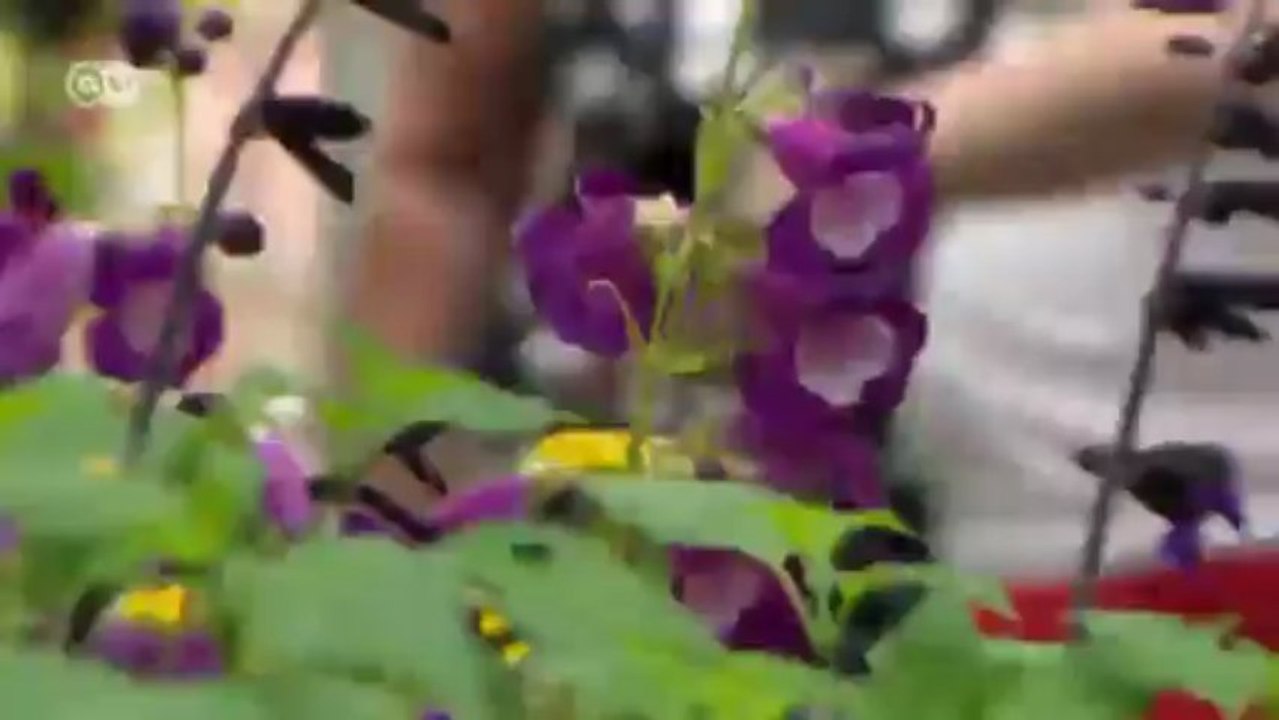 Typisch britisch - die Great Yorkshire Show | Euromaxx