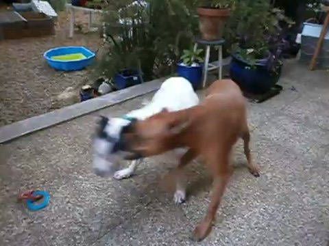 Jeux entre Jason et Eros le 12/07/2013 n° 1