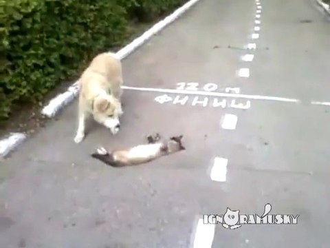 Un chien trouve un chat mort