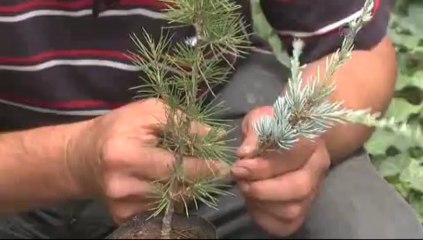 Ormana renk katıyorlar