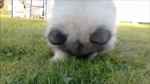 Puppy doesn't like dandelions