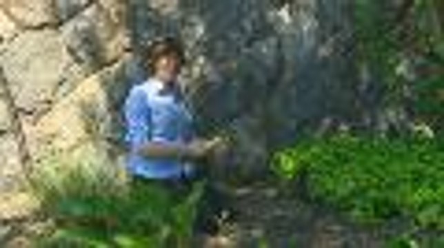 Safely Remove Poison Ivy