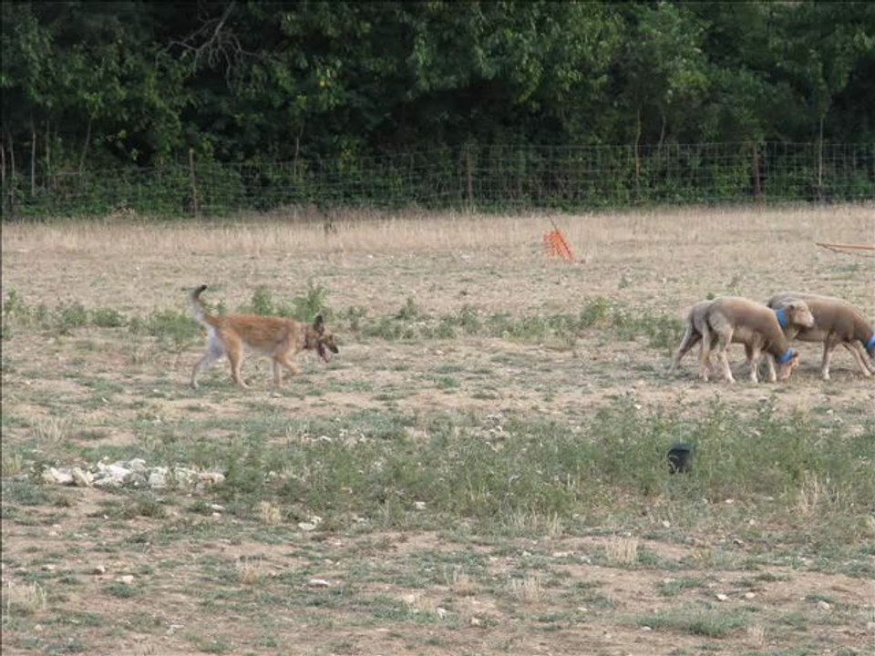 entrainement du 14 juillet 2013 Guérande du Goupil le fol,BB Laekenoise