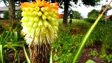 Natural Cinematography by Danish Mughal