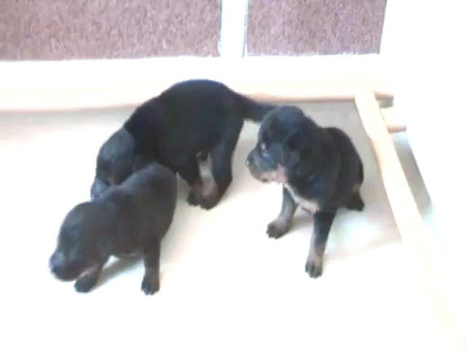 Les Bébés de Cheyenne 2013 - (2)