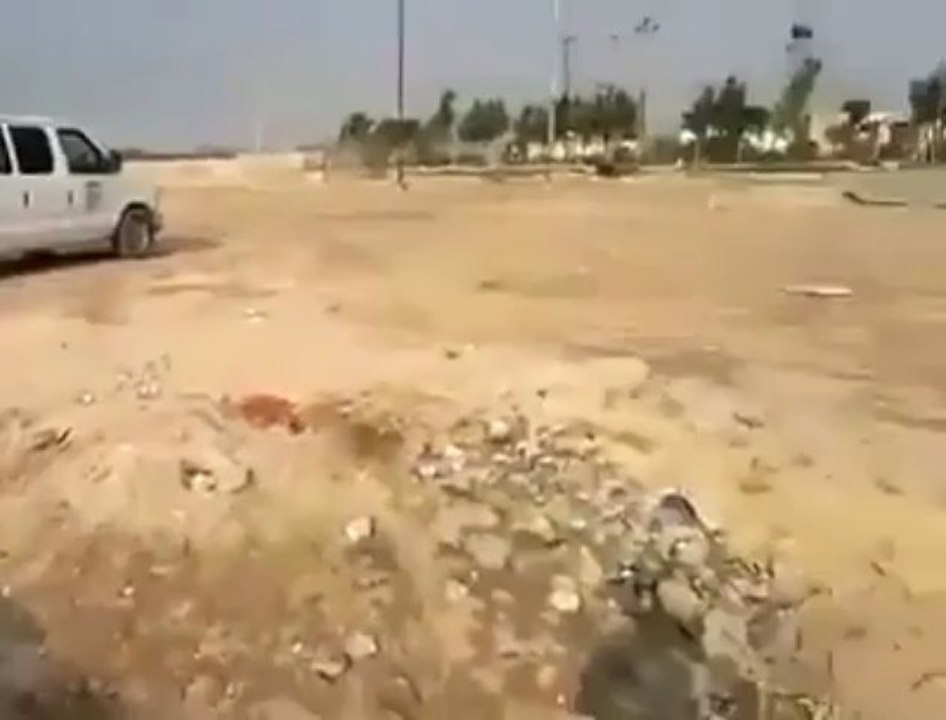 Dog buries his puppy in Iraq - كلب يدفن ابنه في العراق