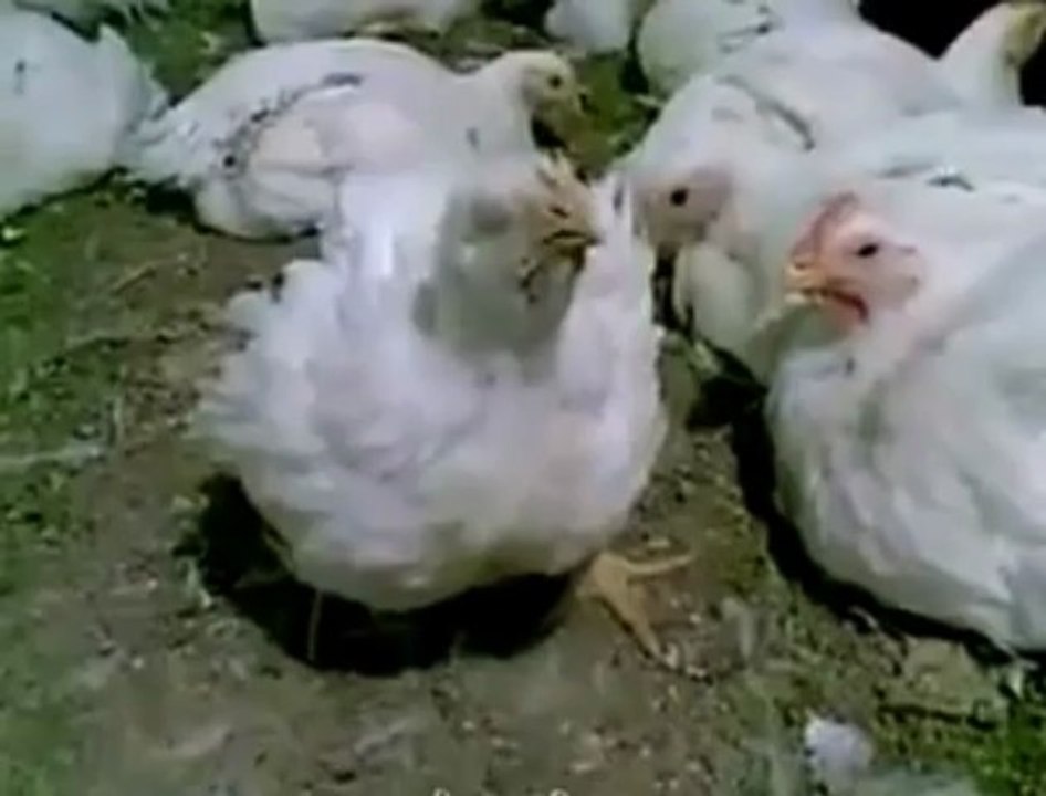 ههههههههههههه ديج جوعان