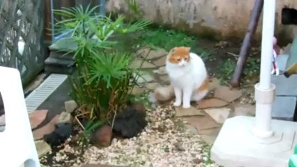 Le club des 5 Noisette, Holy, Zoé, Chuck et Jules